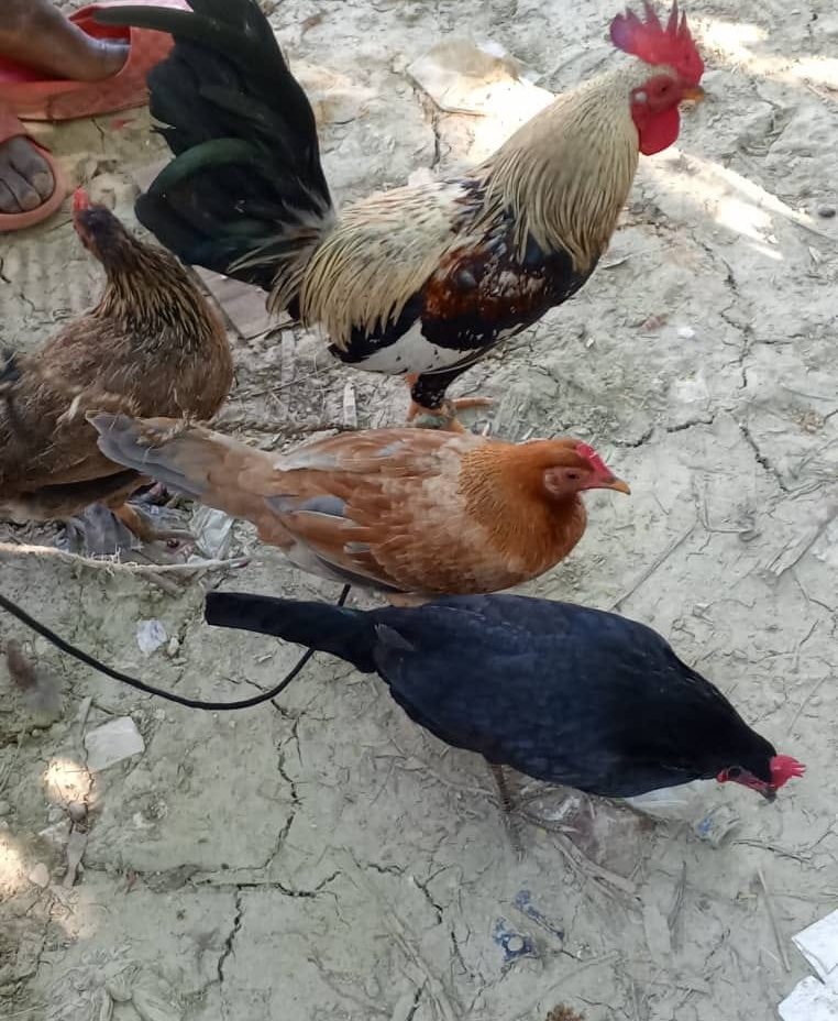 A rooster and several hens pecking at the dry ground