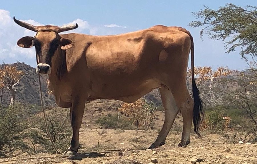 A brown cow with long horns standing on a dry hillside