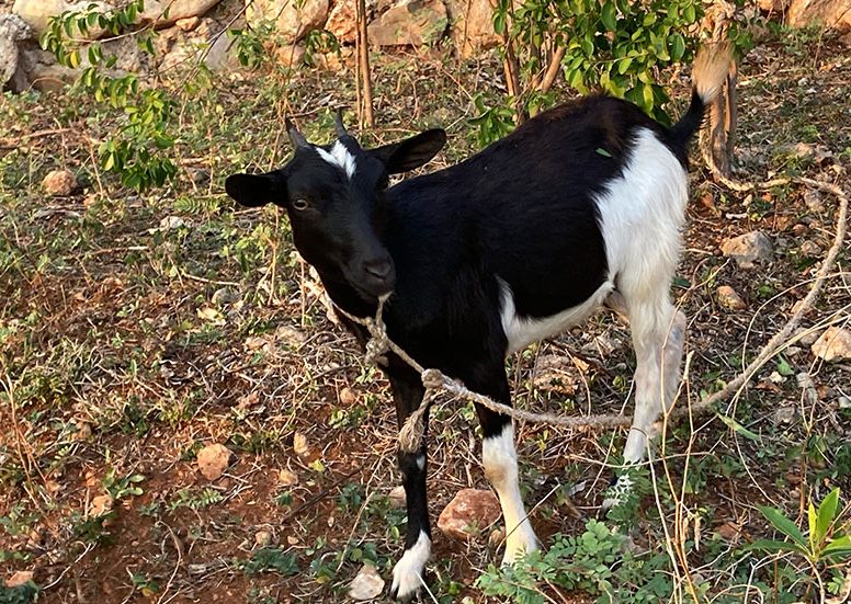 A young black-and-white goat tethered on a rope